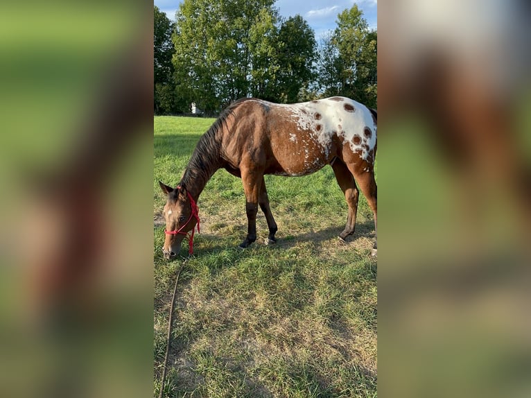 Appaloosa Wallach 4 Jahre 150 cm Tigerschecke in Wurzbach