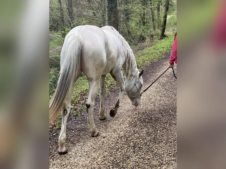 Appaloosa Wallach 4 Jahre 151 cm Tigerschecke in Göppingen
