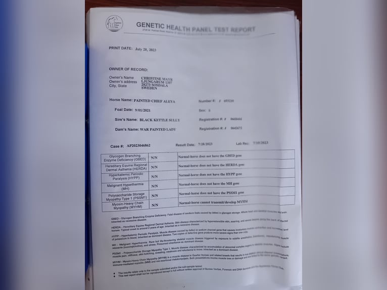 Appaloosa Wallach 4 Jahre 152 cm in Ljungarum