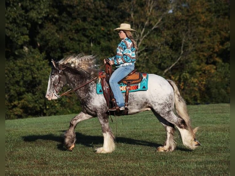 Appaloosa Wallach 4 Jahre 152 cm Roan-Red in Mount Vernon KY