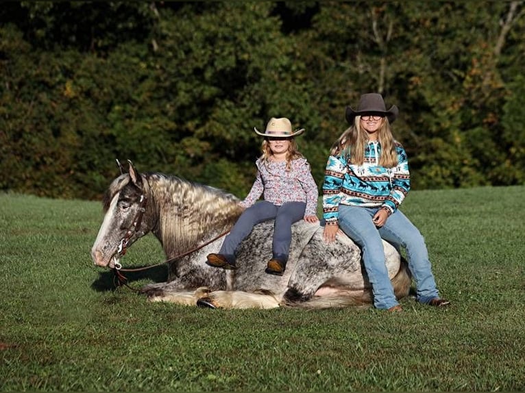 Appaloosa Wallach 4 Jahre 152 cm Roan-Red in Mount Vernon KY