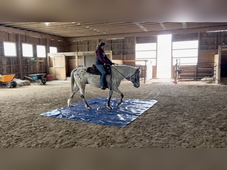 Appaloosa Wallach 4 Jahre 152 cm Schwarzbrauner in Westfield