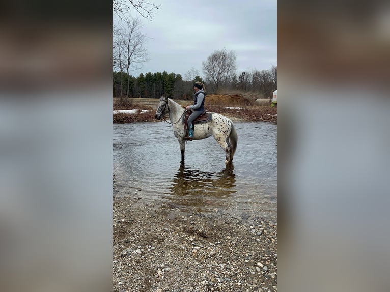Appaloosa Wallach 4 Jahre 152 cm Schwarzbrauner in Westfield