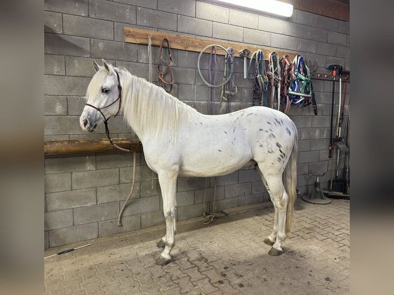 Appaloosa Mix Wallach 4 Jahre 152 cm Tigerschecke in Daleiden