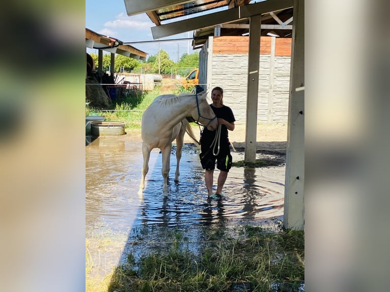 Appaloosa Wallach 4 Jahre 153 cm Perlino in Falkenberg/Elster