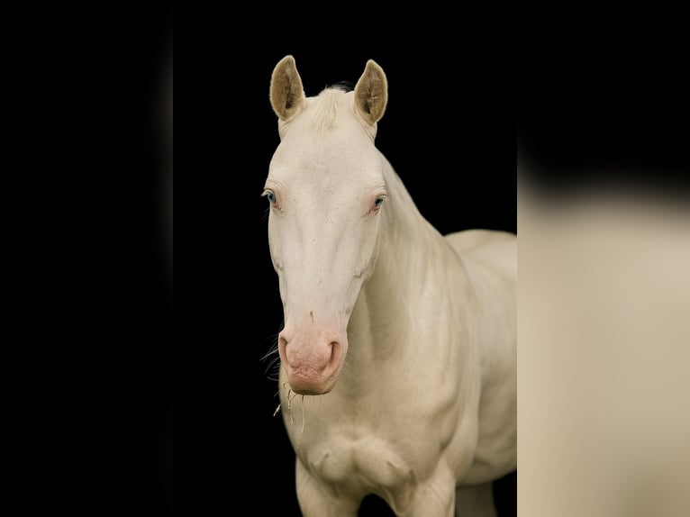 Appaloosa Wallach 4 Jahre 153 cm Perlino in Falkenberg/Elster