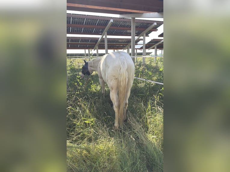 Appaloosa Wallach 4 Jahre 153 cm Perlino in Falkenberg/Elster