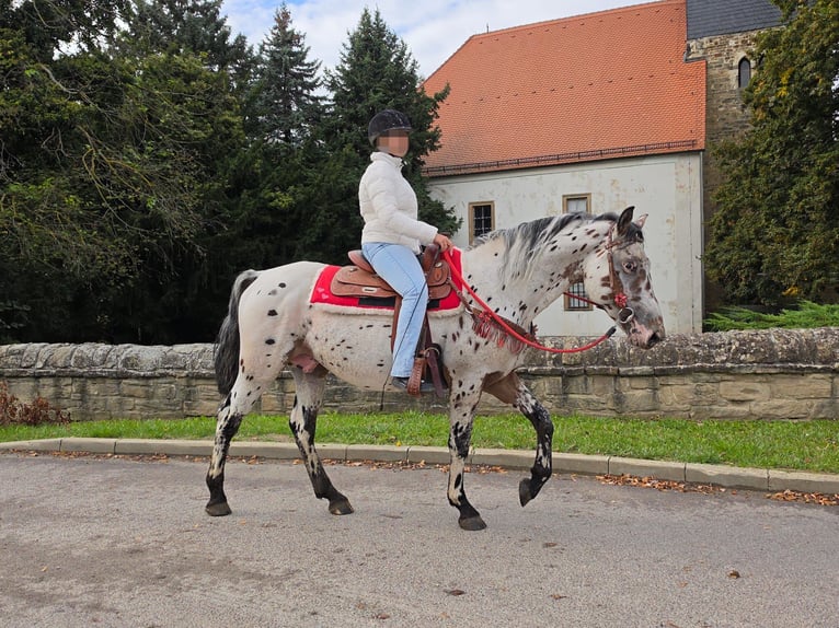 Appaloosa Mix Wallach 4 Jahre 153 cm Tigerschecke in Linkenbach