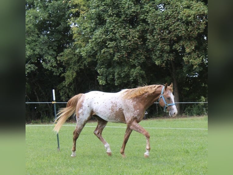 Appaloosa Wallach 4 Jahre 154 cm Fuchs in Nördlingen