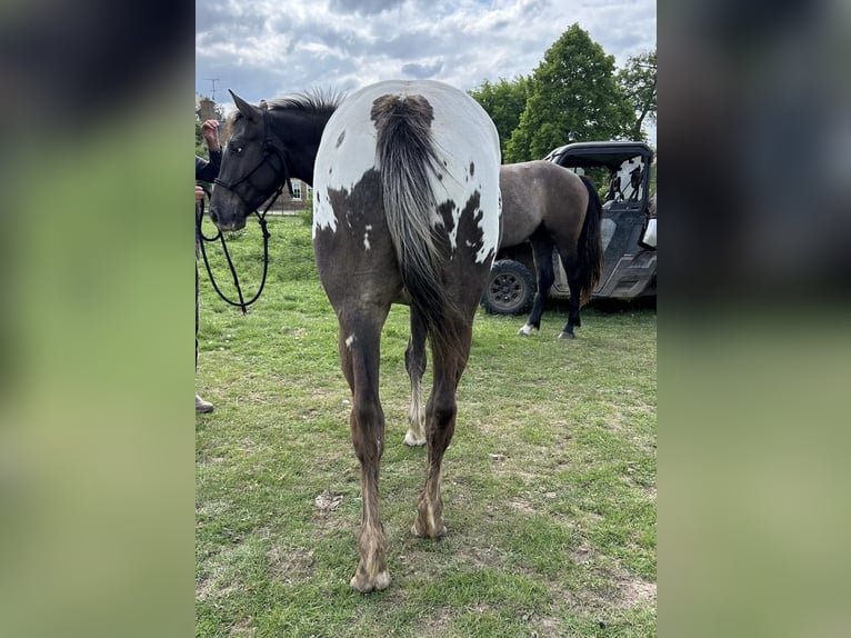 Appaloosa Wallach 4 Jahre 155 cm Brauner in Watford