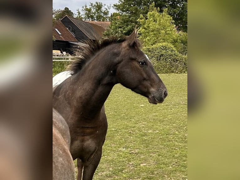 Appaloosa Wallach 4 Jahre 155 cm Brauner in Watford