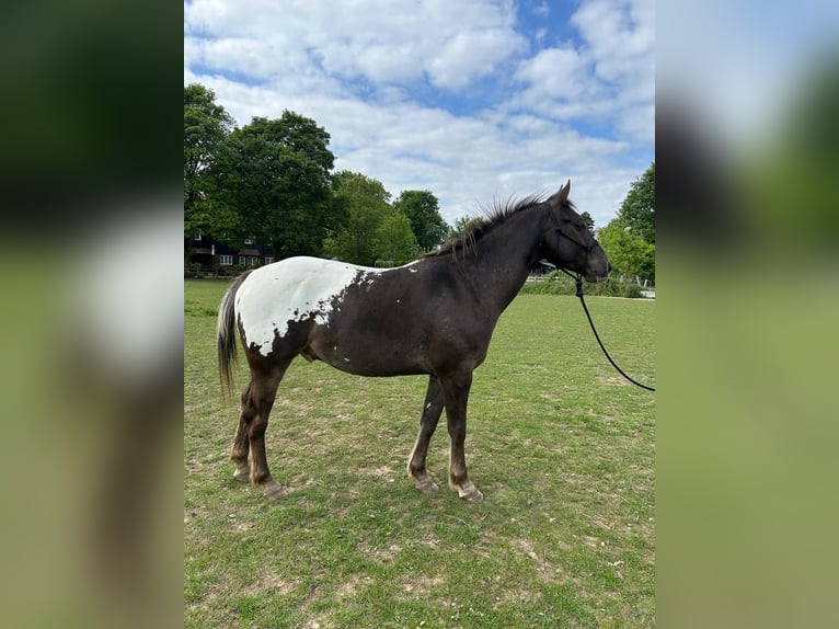 Appaloosa Wallach 4 Jahre 155 cm Brauner in Watford