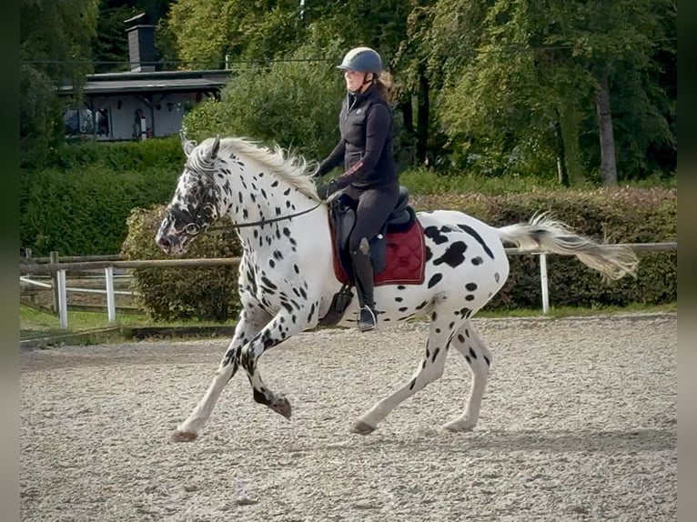 Appaloosa Wallach 4 Jahre 155 cm Tigerschecke in Neustadt (Wied)