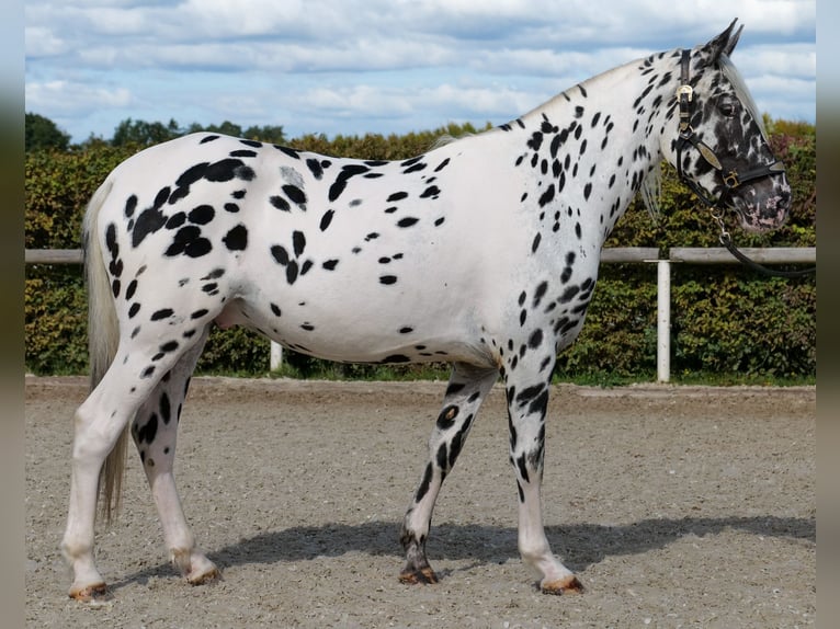 Appaloosa Wallach 4 Jahre 155 cm Tigerschecke in Neustadt (Wied)