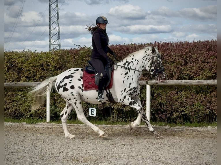 Appaloosa Wallach 4 Jahre 155 cm Tigerschecke in Neustadt (Wied)