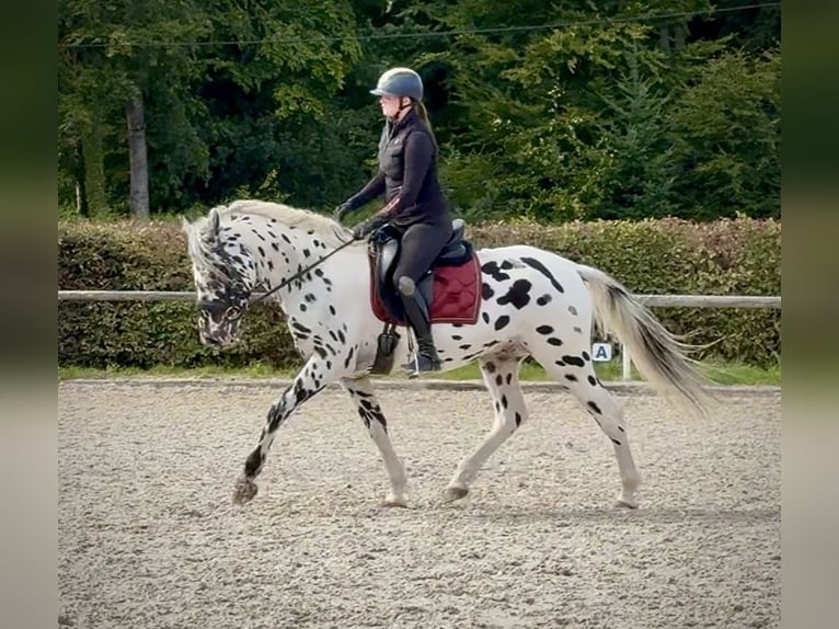 Appaloosa Wallach 4 Jahre 155 cm Tigerschecke in Neustadt (Wied)