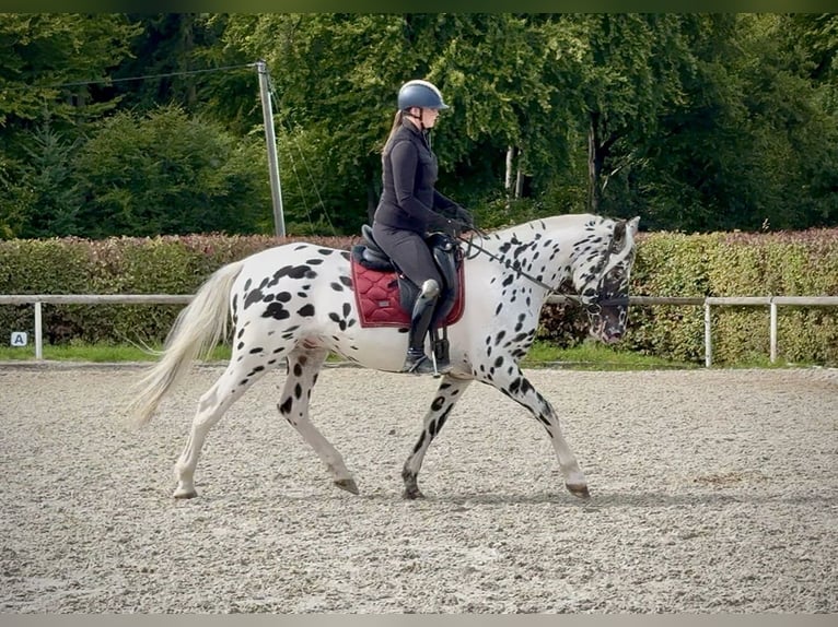 Appaloosa Wallach 4 Jahre 155 cm Tigerschecke in Neustadt (Wied)