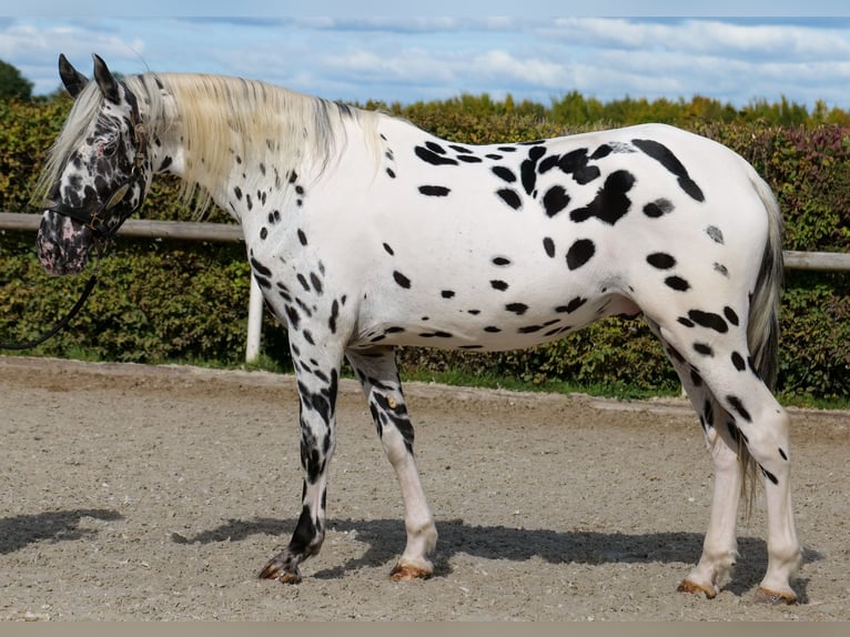 Appaloosa Wallach 4 Jahre 155 cm Tigerschecke in Neustadt (Wied)
