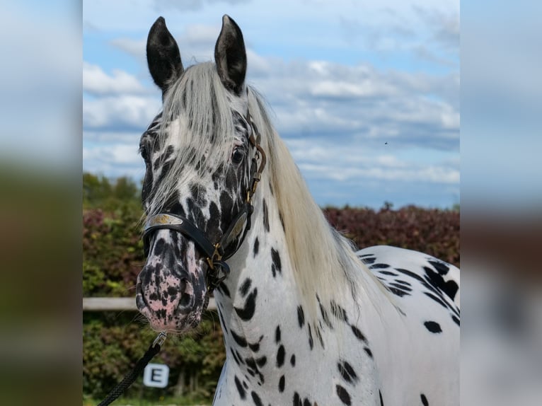 Appaloosa Wallach 4 Jahre 155 cm Tigerschecke in Neustadt (Wied)