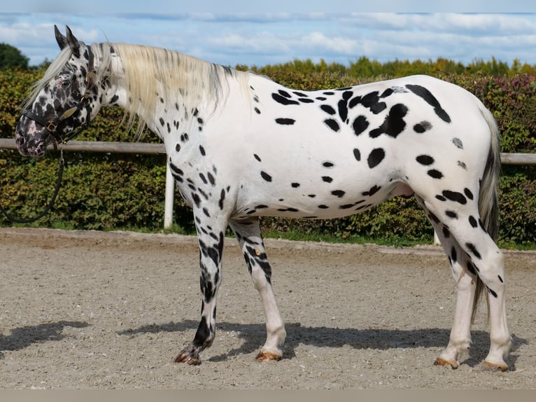 Appaloosa Wallach 4 Jahre 155 cm Tigerschecke in Neustadt (Wied)
