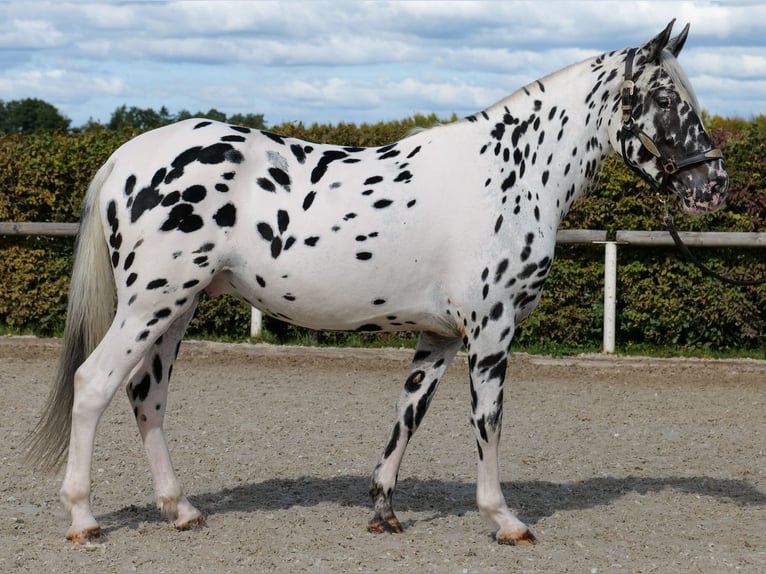 Appaloosa Wallach 4 Jahre 155 cm Tigerschecke in Neustadt (Wied)