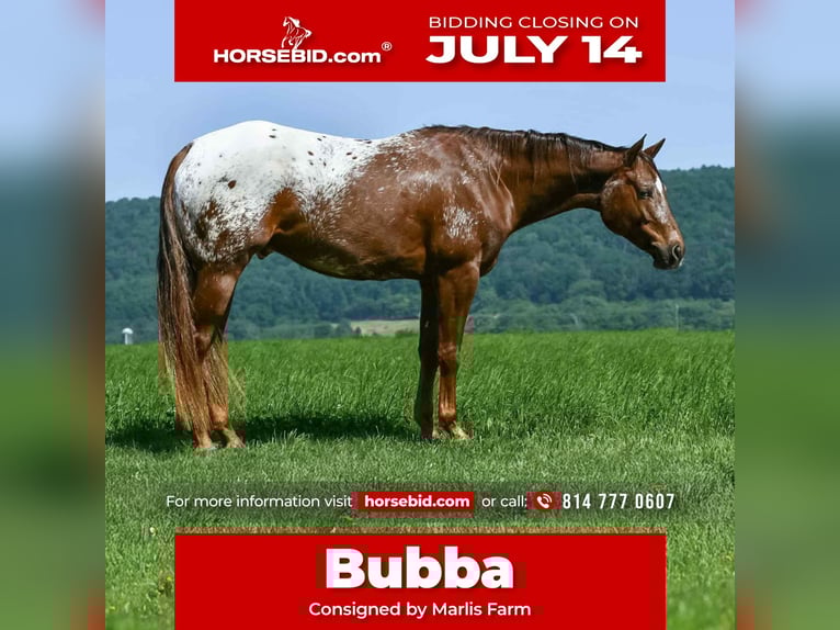 Appaloosa Wallach 4 Jahre 157 cm in Rebersburg, PA