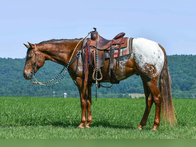 Appaloosa Wallach 4 Jahre 157 cm in Rebersburg, PA
