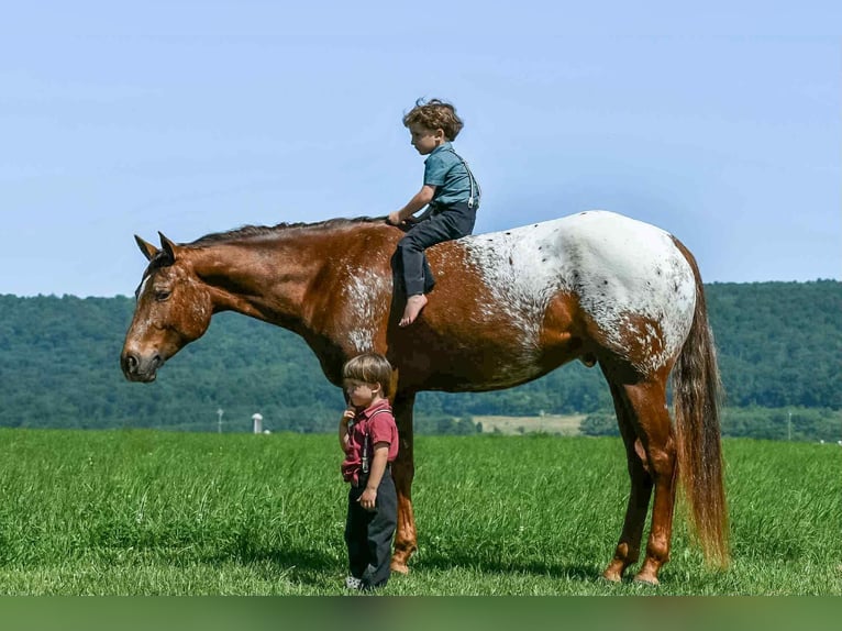 Appaloosa Wallach 4 Jahre 157 cm in Rebersburg, PA