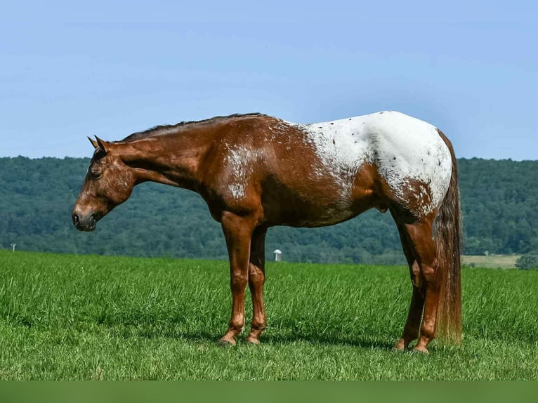 Appaloosa Wallach 4 Jahre 157 cm in Rebersburg, PA