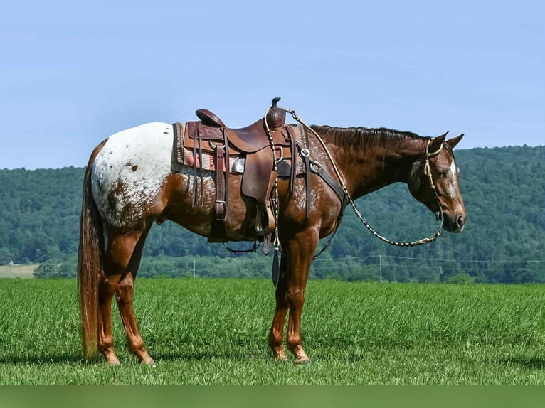 Appaloosa Wallach 4 Jahre 157 cm in Rebersburg, PA