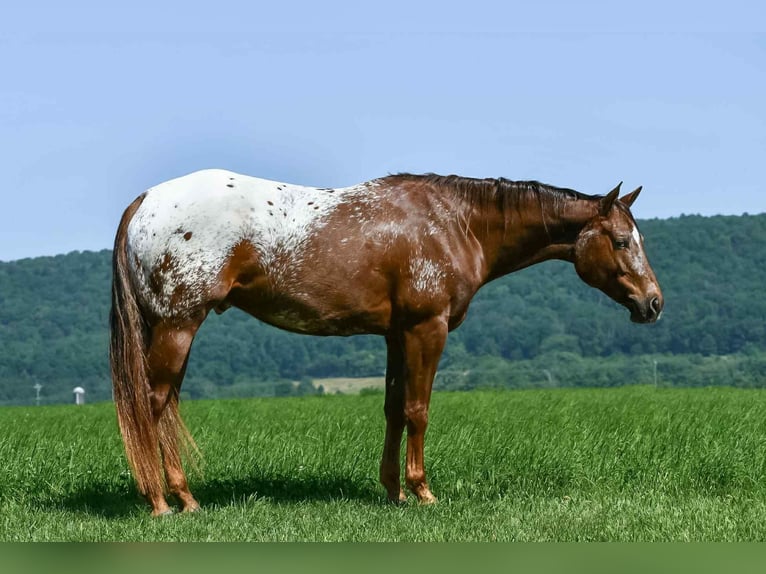 Appaloosa Wallach 4 Jahre 157 cm in Rebersburg, PA