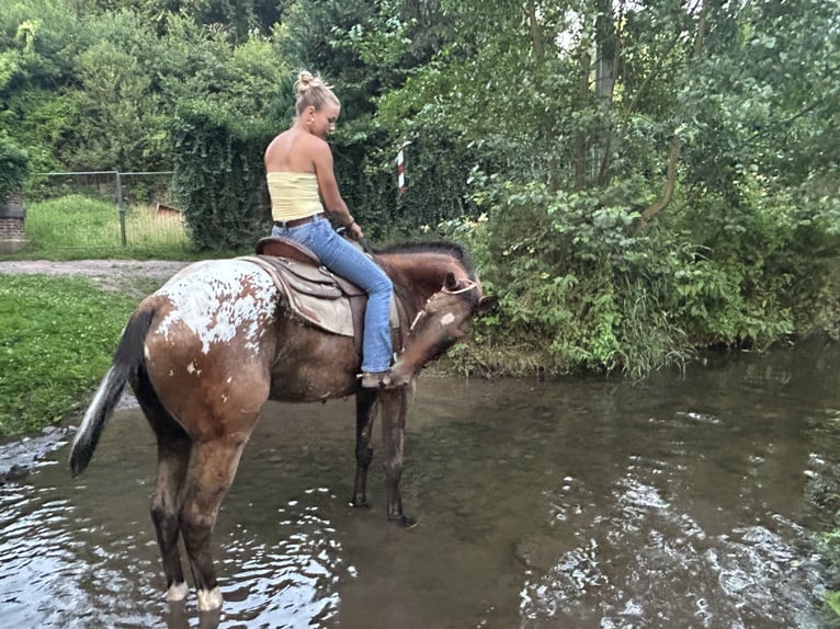 Appaloosa Wallach 4 Jahre 158 cm Fuchs in Quievrain