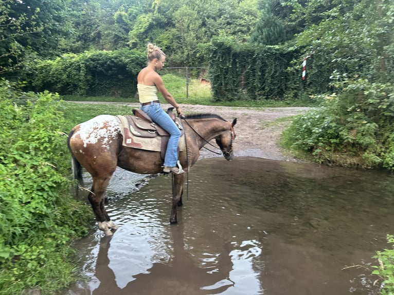 Appaloosa Wallach 4 Jahre 158 cm Fuchs in Quievrain