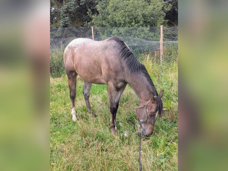 Appaloosa Wallach 4 Jahre 158 cm Roan-Bay in Morbach