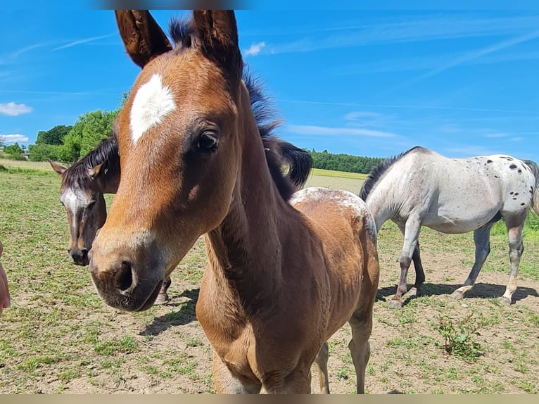 Appaloosa Wallach 4 Jahre 158 cm Roan-Bay in Morbach