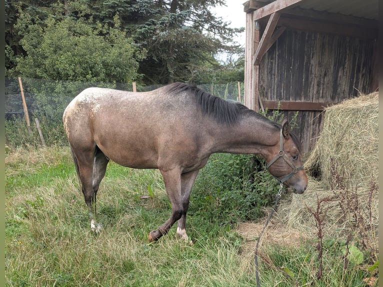 Appaloosa Wallach 4 Jahre 158 cm Roan-Bay in Morbach