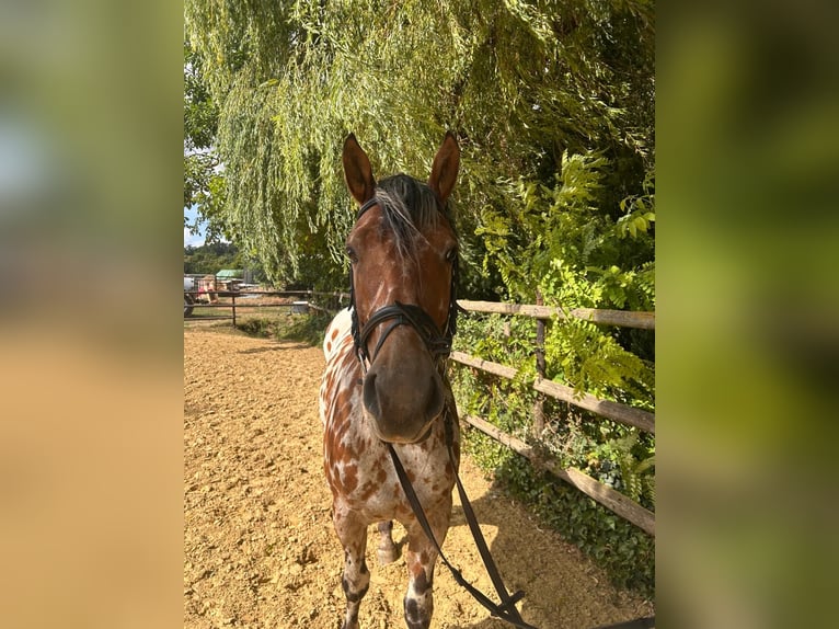 Appaloosa Mix Wallach 4 Jahre 158 cm Tigerschecke in Vettweiß