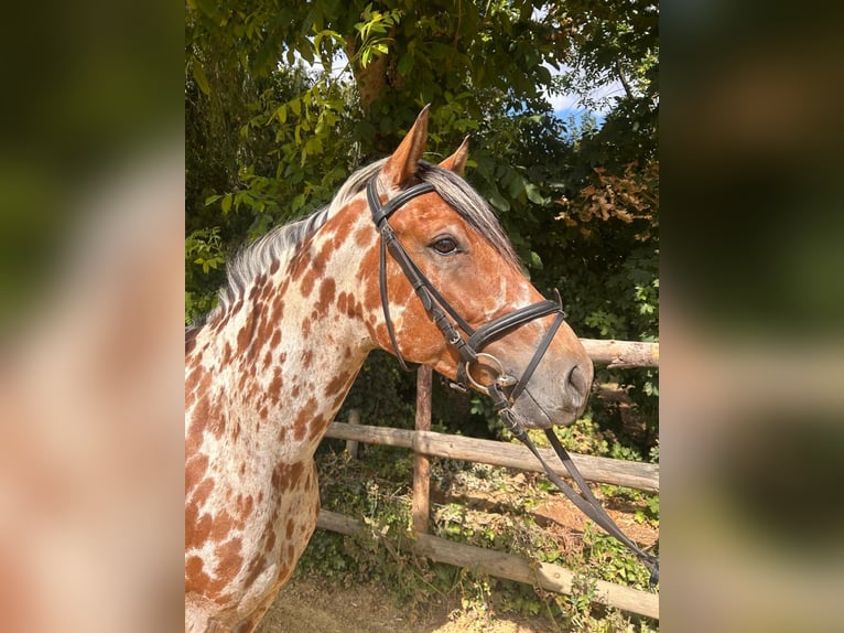 Appaloosa Mix Wallach 4 Jahre 158 cm Tigerschecke in Vettweiß
