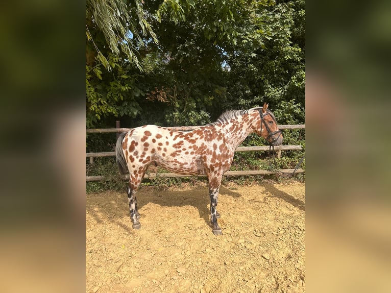Appaloosa Mix Wallach 4 Jahre 158 cm Tigerschecke in Vettweiß
