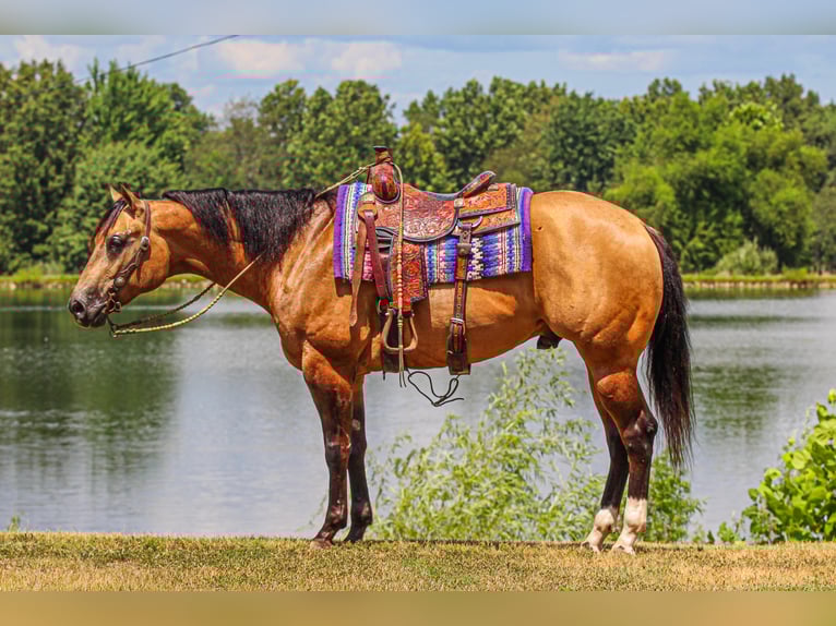 Appaloosa Wallach 4 Jahre 160 cm Buckskin in Robards