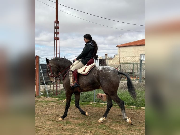 Appaloosa Wallach 4 Jahre 163 cm Brauner in Madrid
