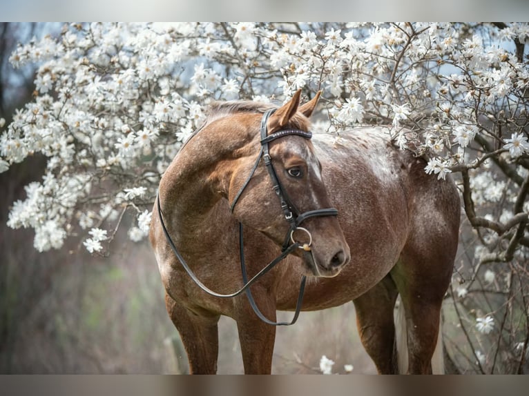 Appaloosa Wallach 4 Jahre 163 cm  in New Holland