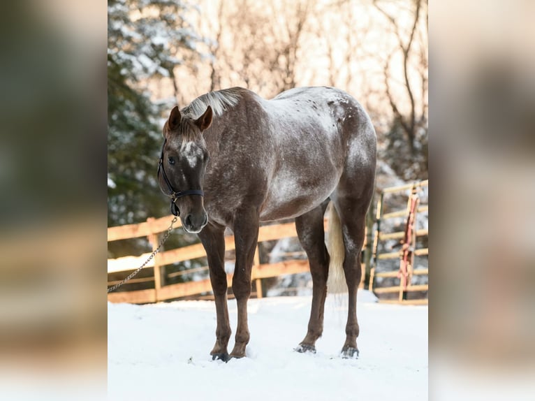Appaloosa Wallach 4 Jahre 163 cm  in New Holland