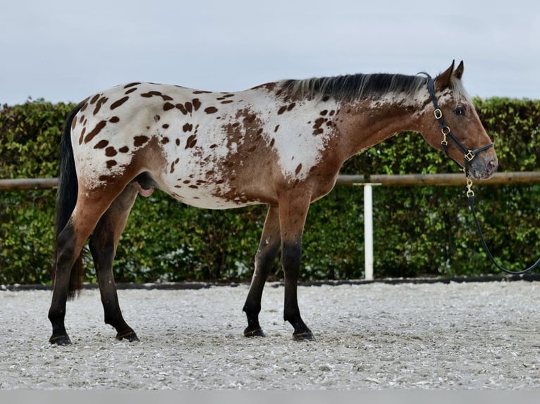 Appaloosa Wallach 4 Jahre 165 cm Dunkelbrauner in Bad Essen