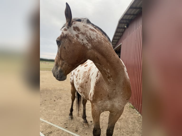 Appaloosa Wallach 4 Jahre 165 cm Dunkelbrauner in Bad Essen