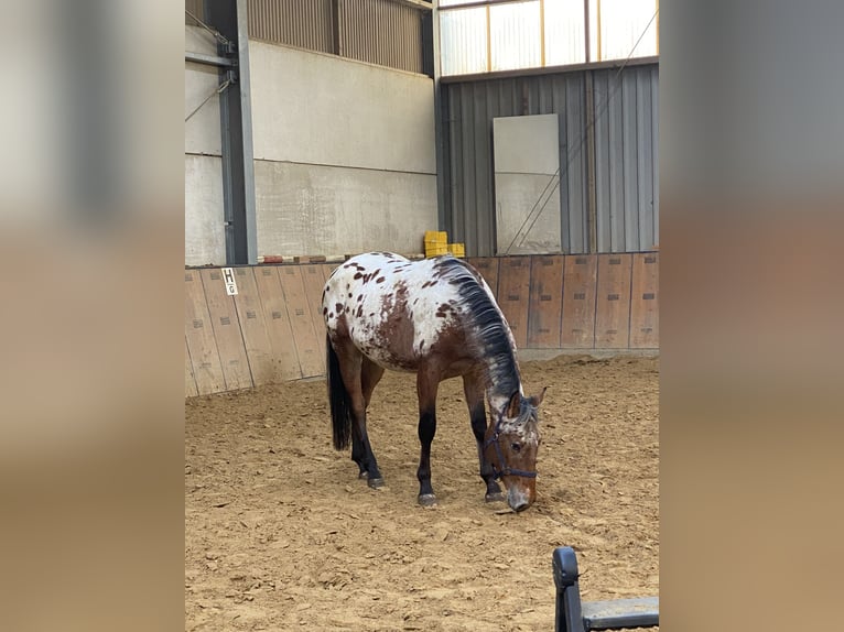 Appaloosa Wallach 4 Jahre 165 cm Dunkelbrauner in Bad Essen
