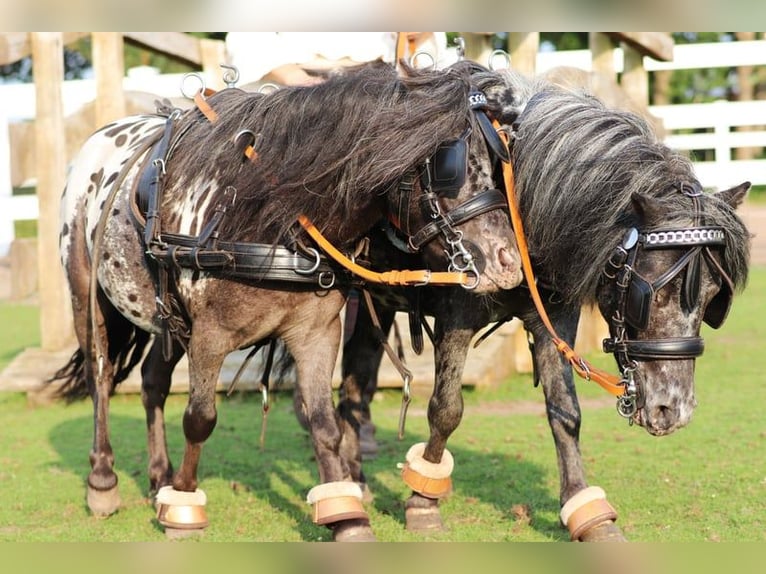 Appaloosa Wallach 4 Jahre 95 cm Tigerschecke in Oberlangen