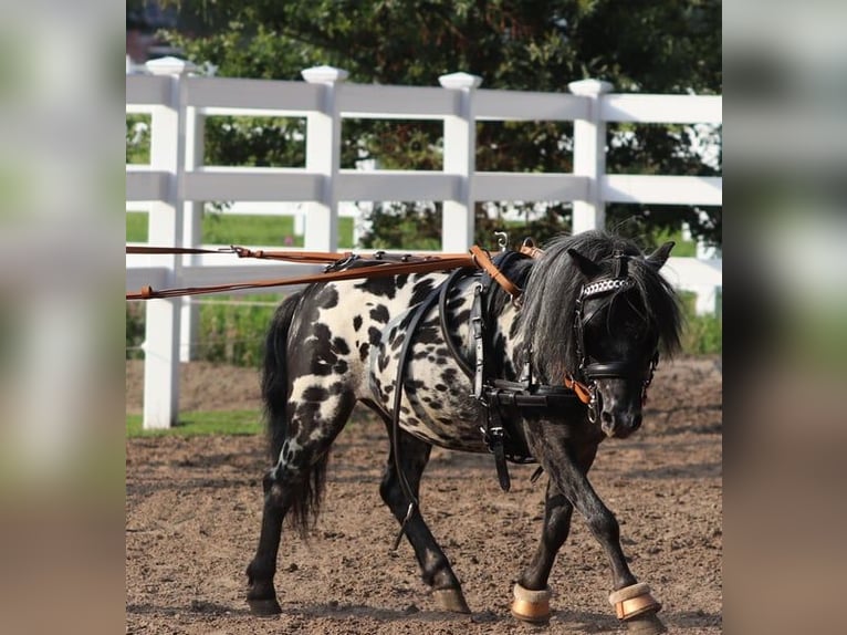 Appaloosa Wallach 4 Jahre 95 cm Tigerschecke in Oberlangen