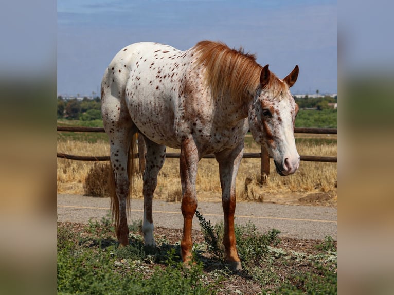 Appaloosa Wallach 4 Jahre Brauner in Norco