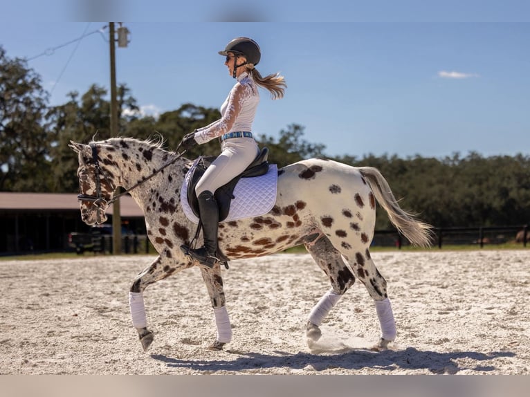 Appaloosa Wallach 4 Jahre  in Ocala